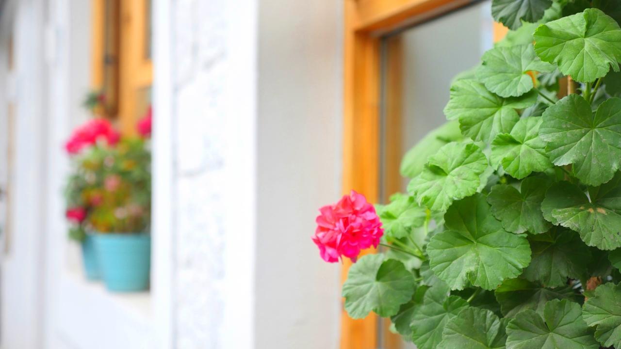 Fengma Feiyang Hostel Λάσα Εξωτερικό φωτογραφία